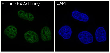 Histone H4 Ab