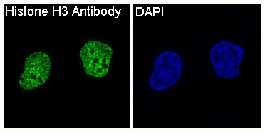 Histone H3 Ab