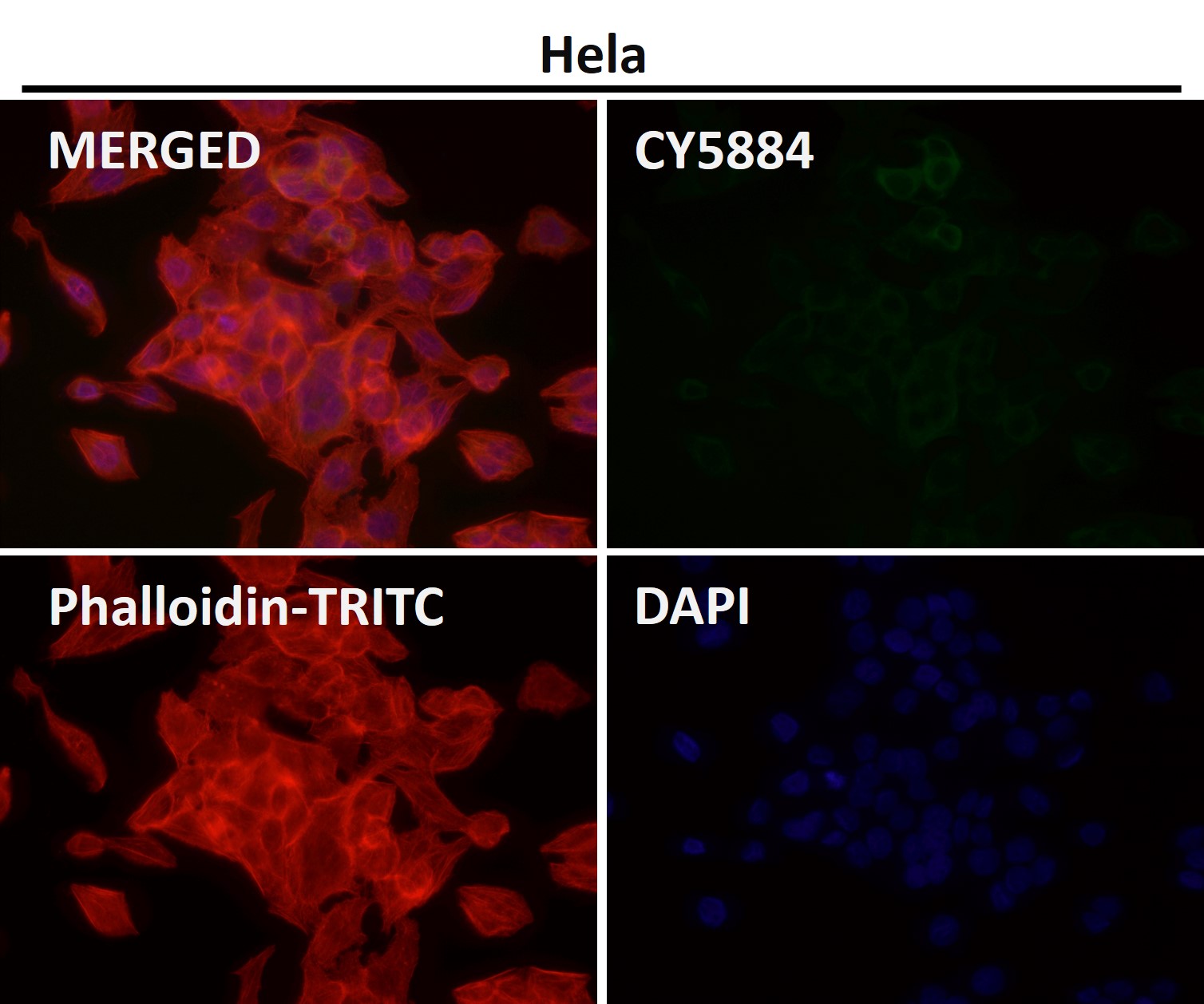 HDAC10 Ab