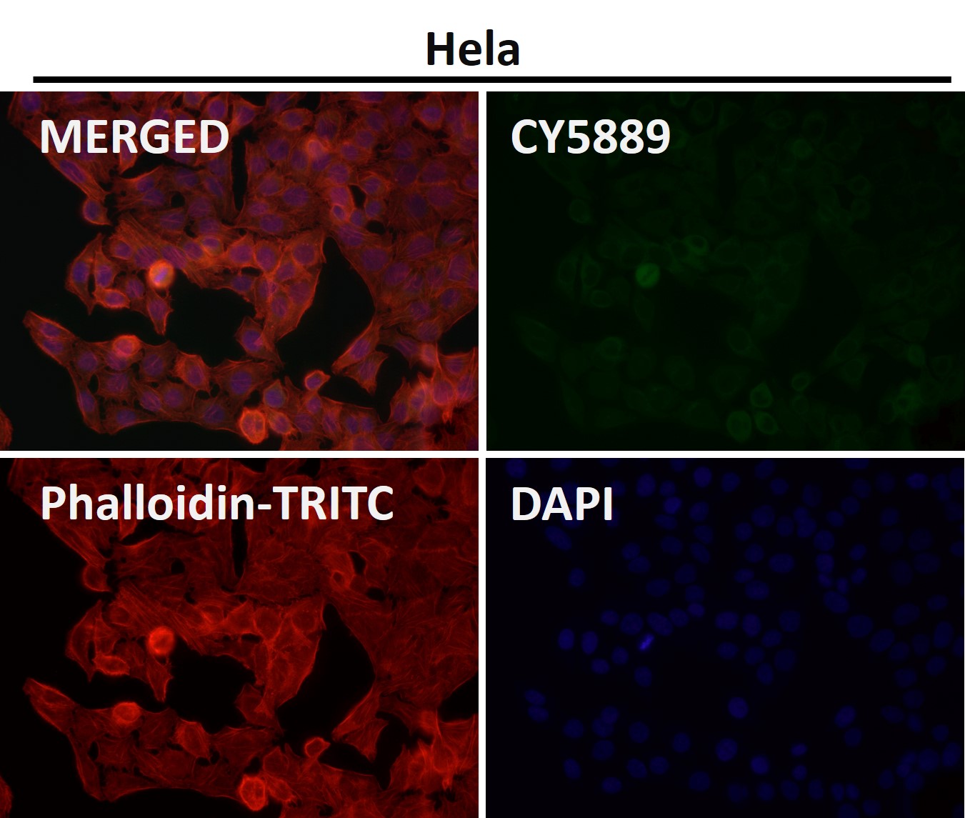 HDAC6 Ab