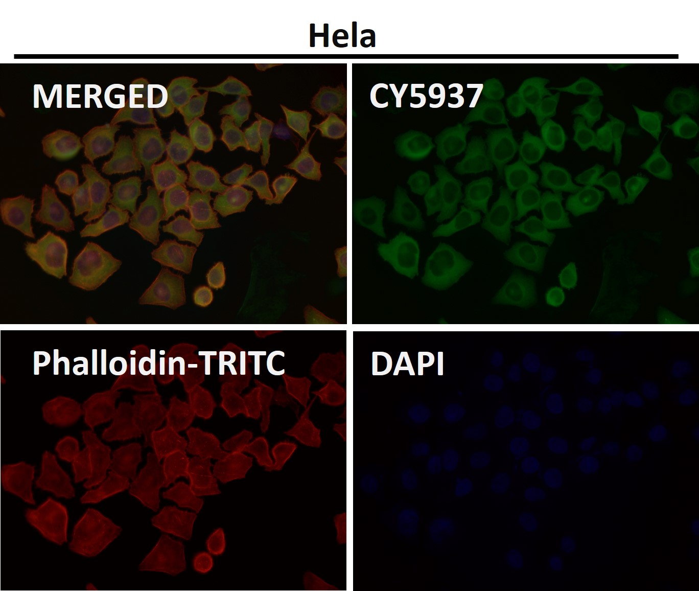 Hsp27 Ab