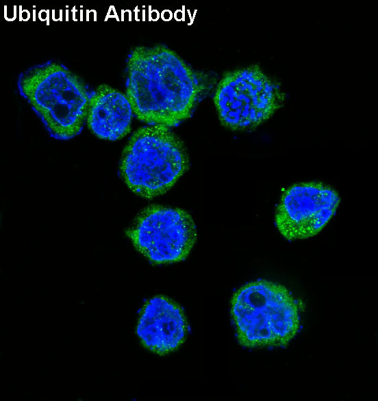 Ubiquitin Ab