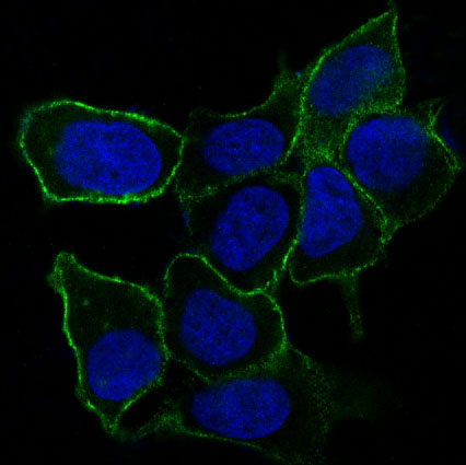 Integrin alpha 5 Ab