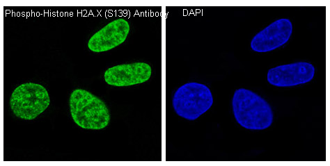 p-Histone H2A.X (S139) Ab