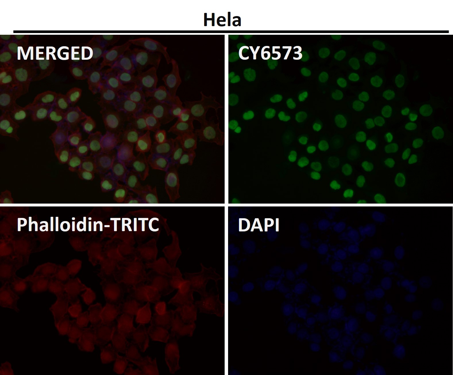 p-Nrf2 (S40) Ab