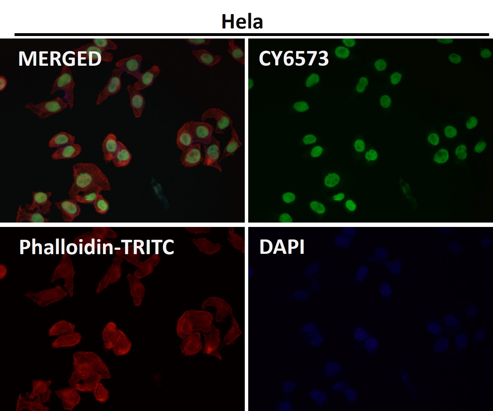 p-Nrf2 (S40) Ab