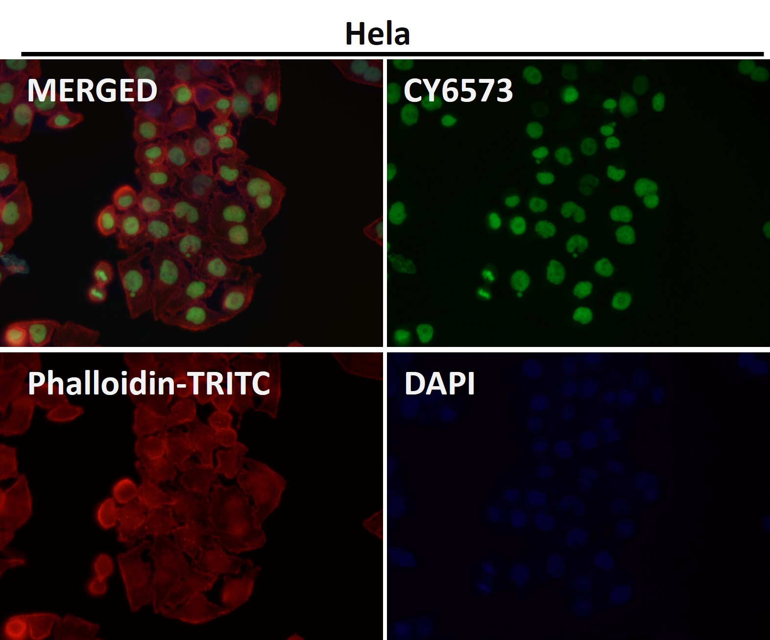 p-Nrf2 (S40) Ab