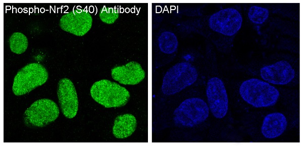 p-Nrf2 (S40) Ab