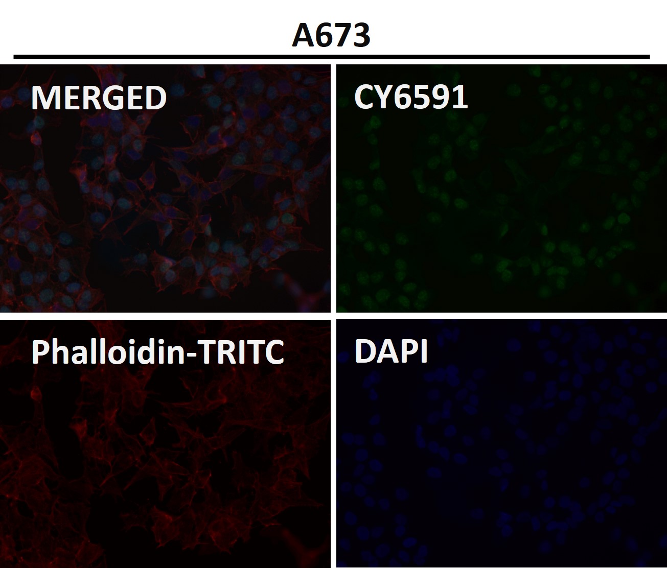 BMI1 Ab