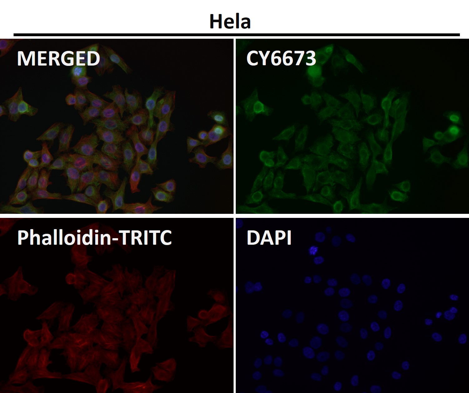 ADP ribosylation factor 6 Ab