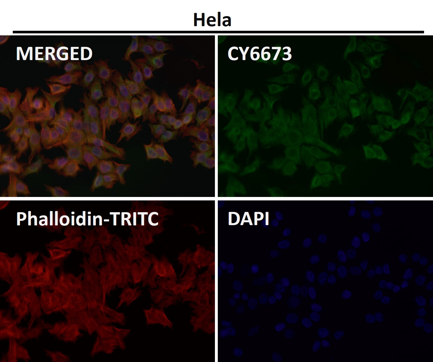 ADP ribosylation factor 6 Ab