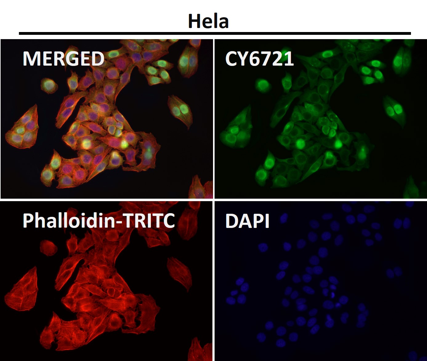 Annexin V Ab