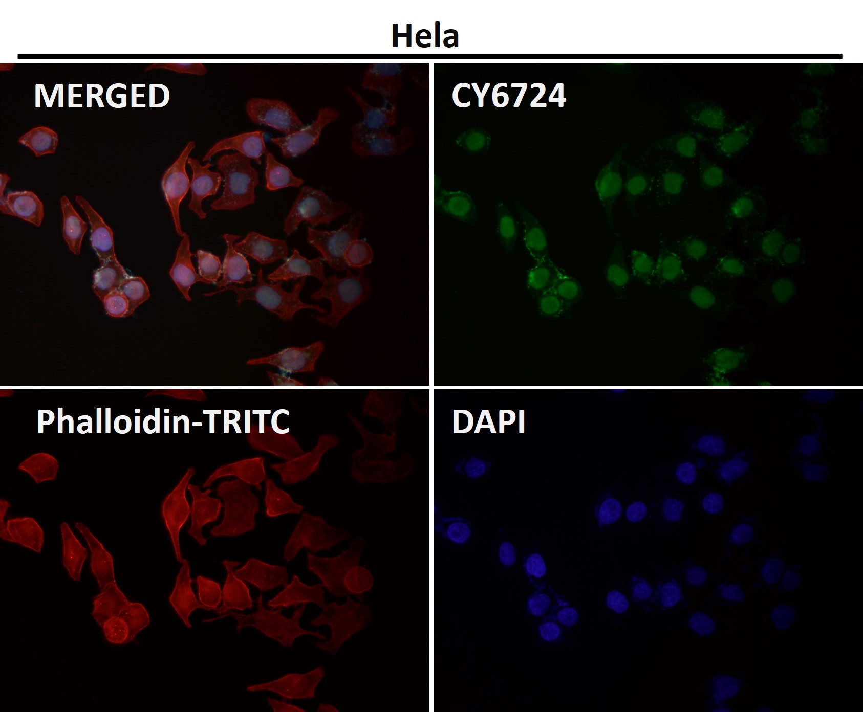 CTCF Ab