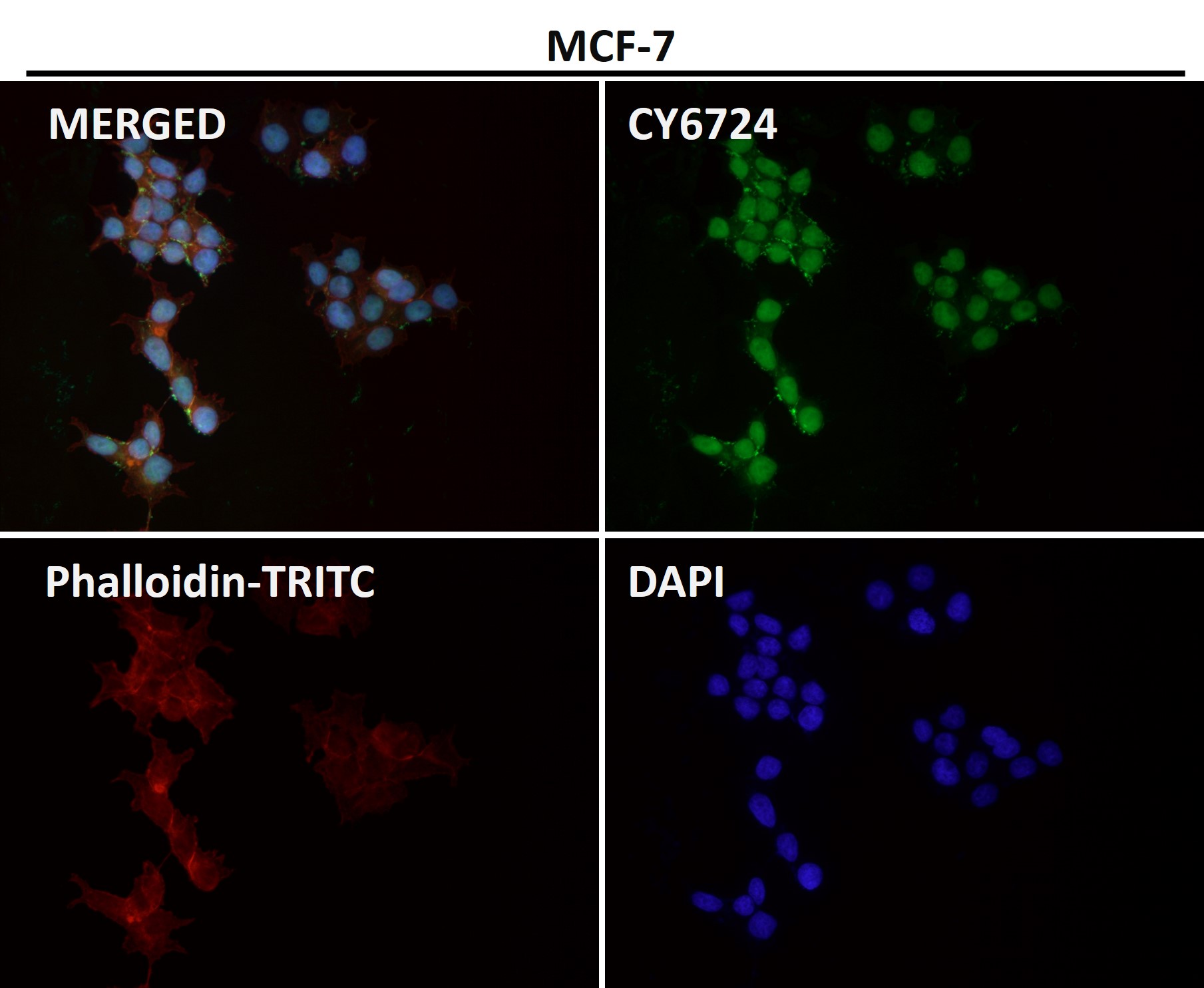 CTCF Ab