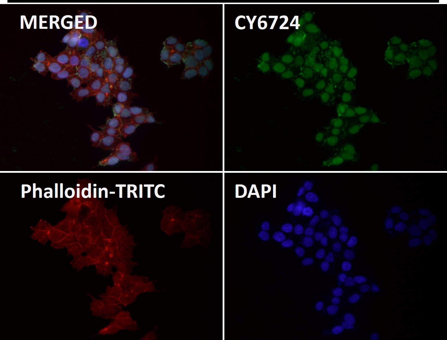 CTCF Ab