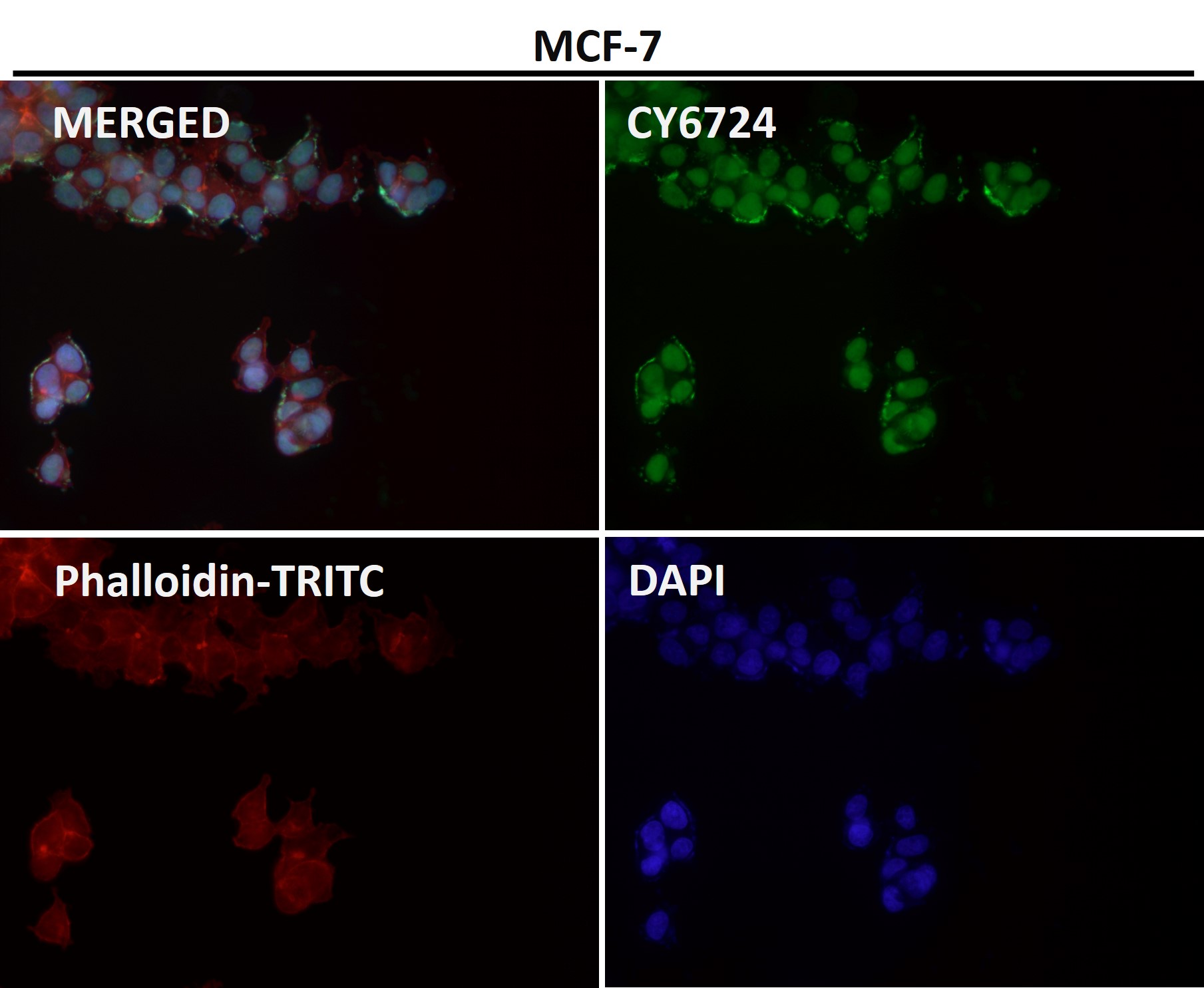 CTCF Ab