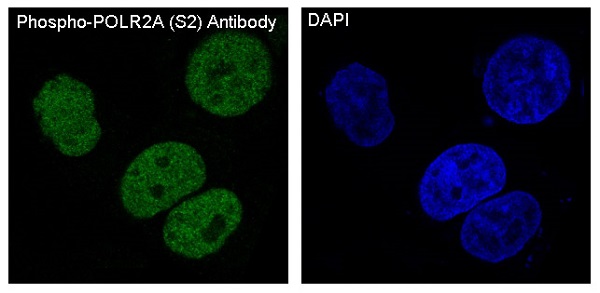 p-POLR2A (S2) Ab