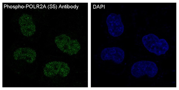 p-POLR2A (S5) Ab