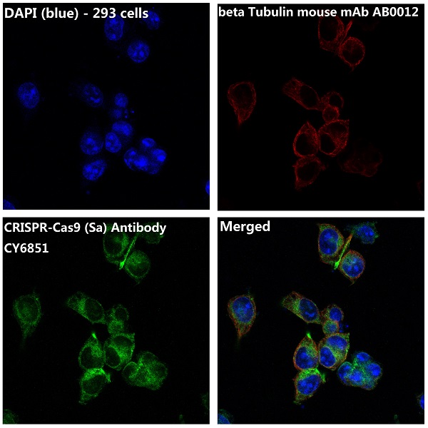 CRISPR Cas9 SA Ab