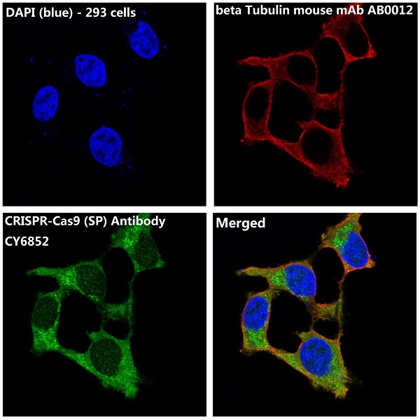 CRISPR Cas9 SP Ab