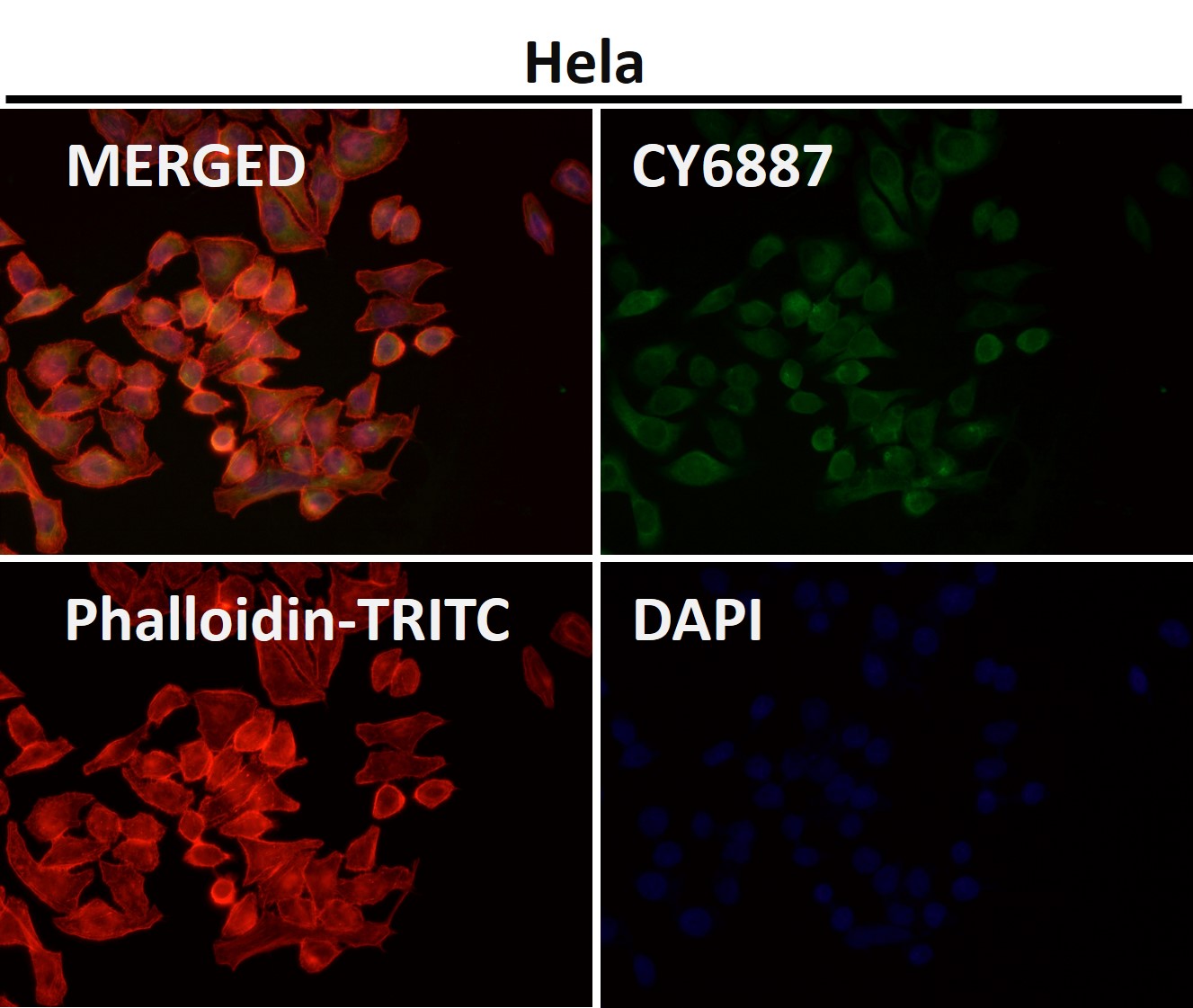 Integrin alpha V Ab