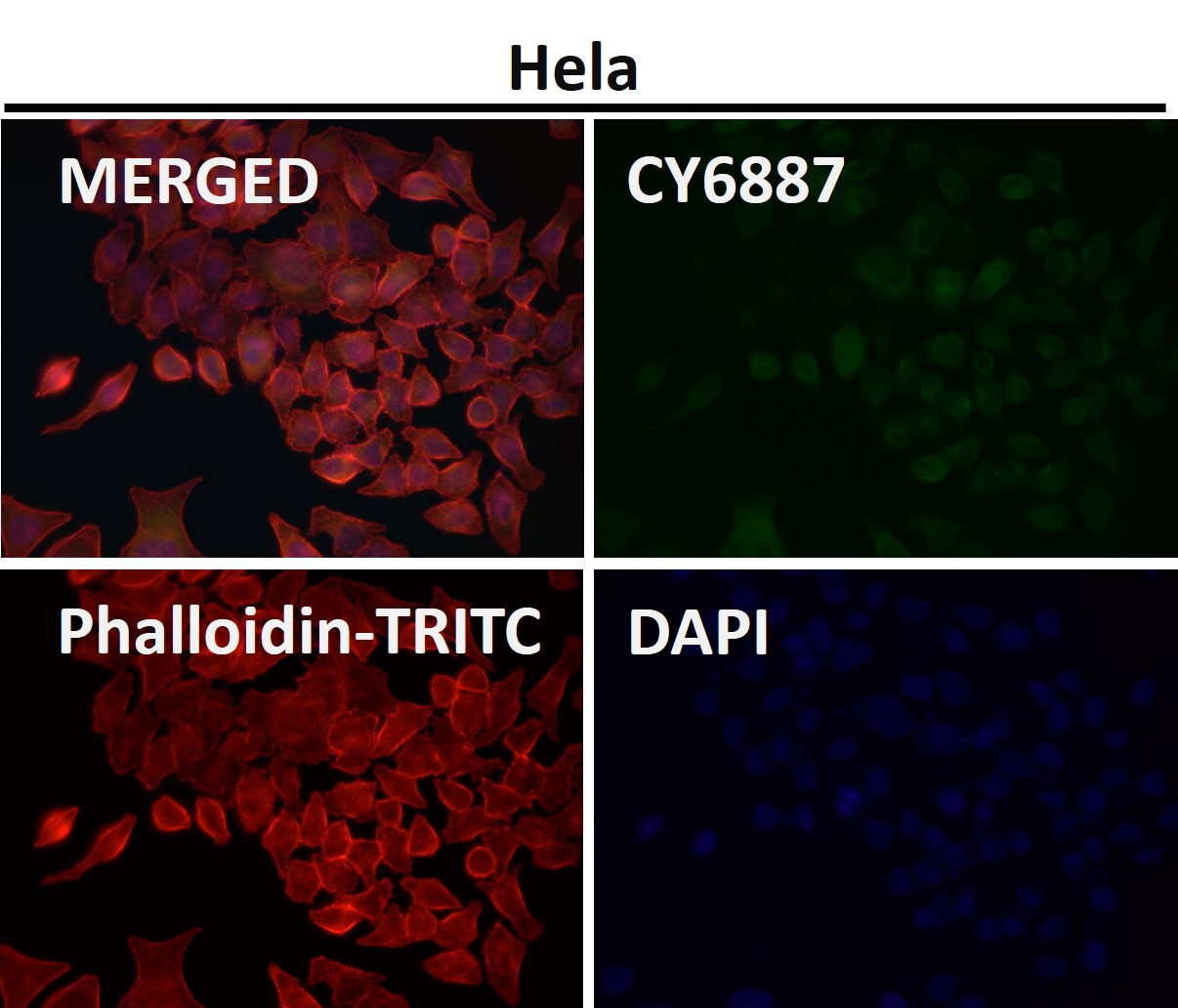 Integrin alpha V Ab