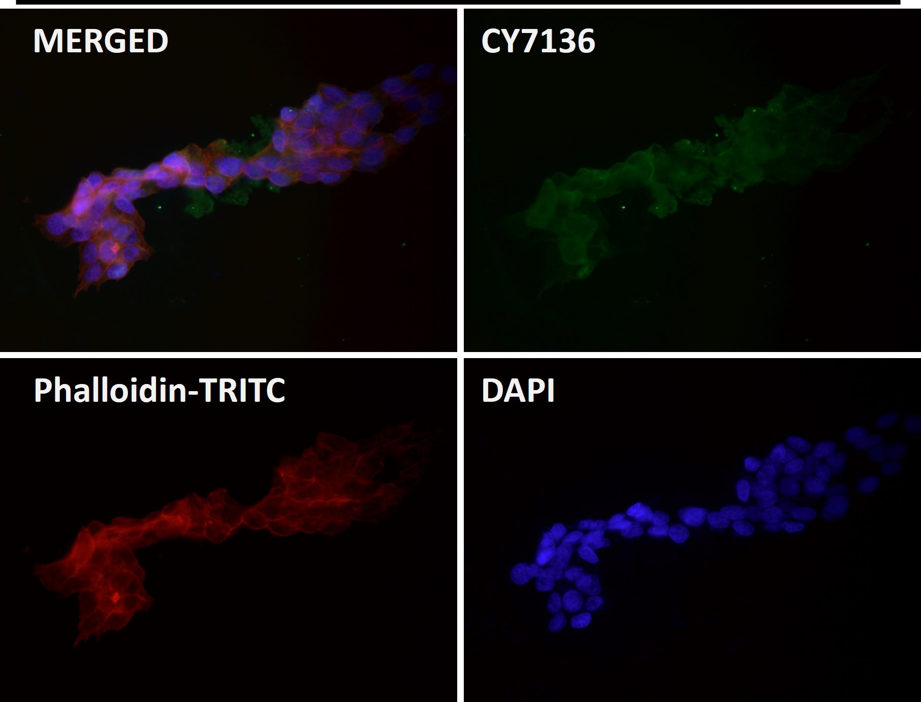 PI3 kinase p110 delta Ab