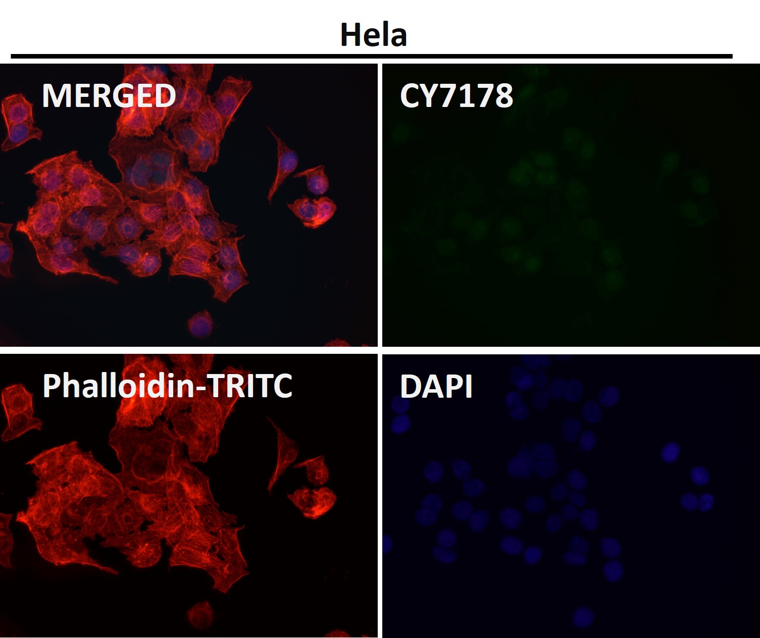 DNA ligase 4 Ab