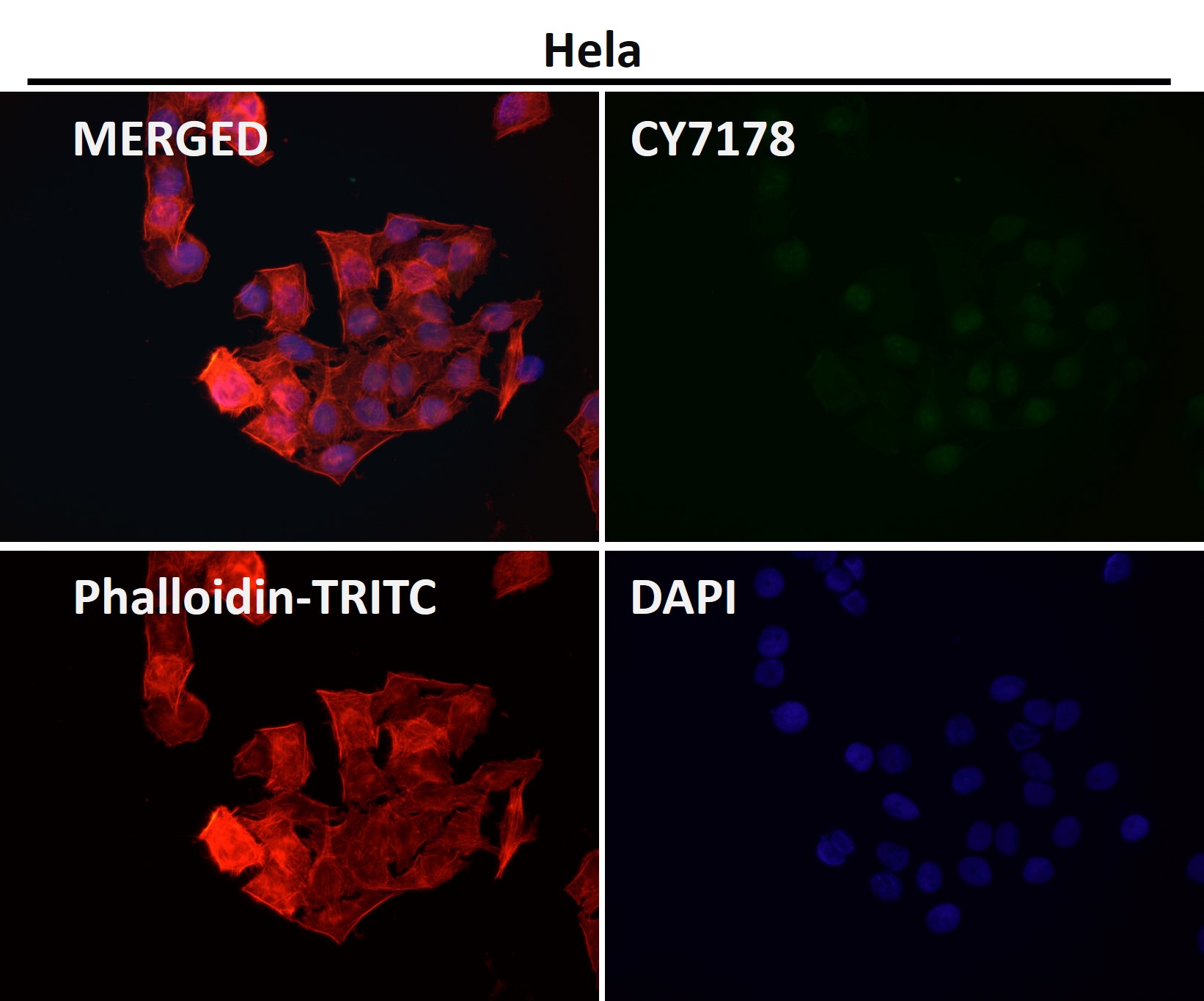 DNA ligase 4 Ab