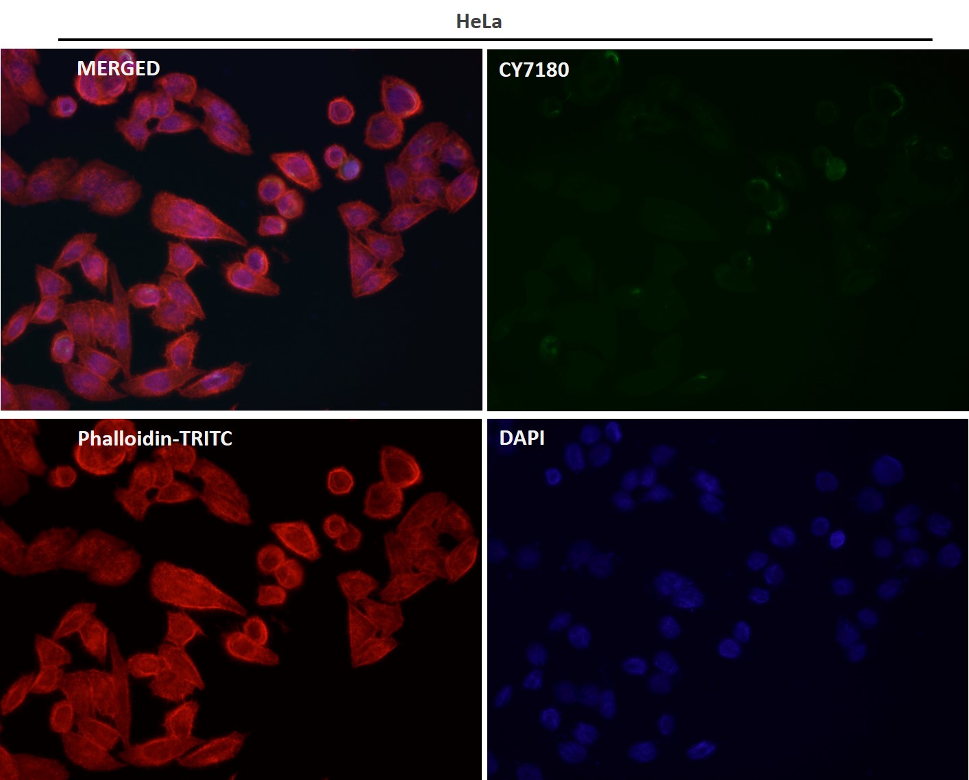 ELAVL1 Ab