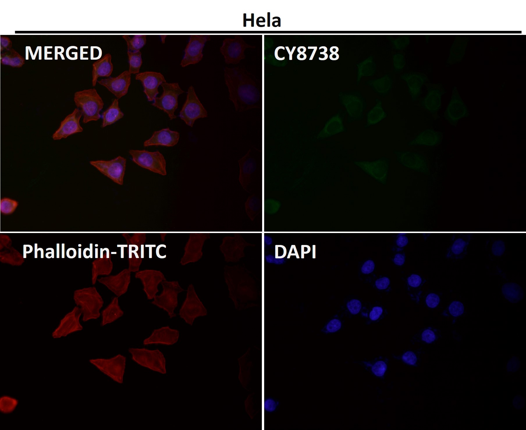 CD27 Ab