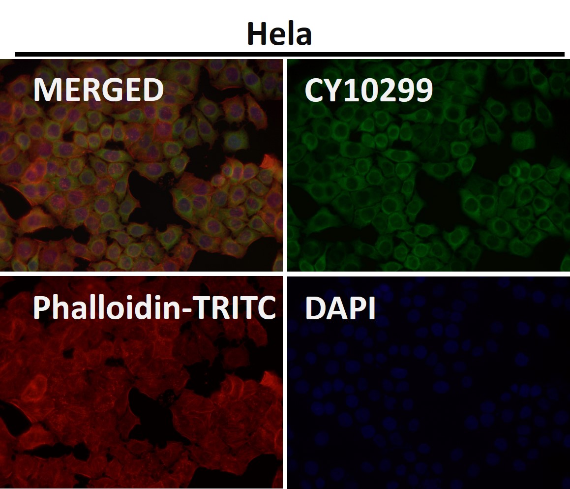 Collagen III alpha 1 Ab