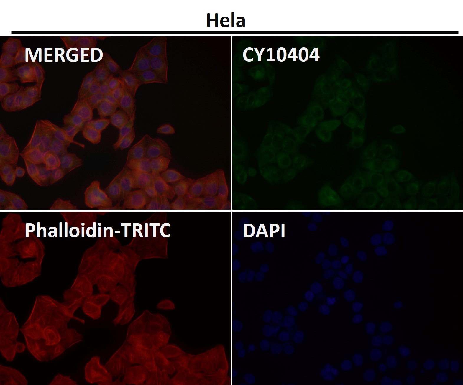 c Myc responsive protein RCL Ab