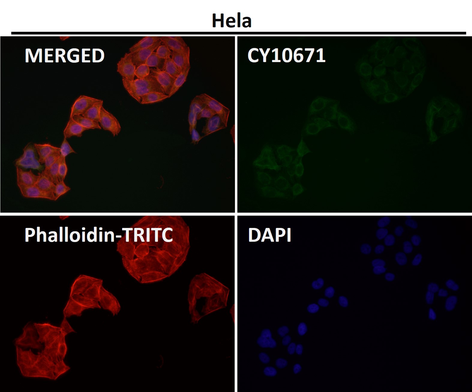 Ferredoxin 1 Ab