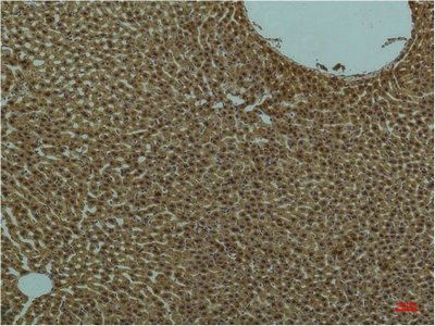 PI3 kinase p85 alpha Ab