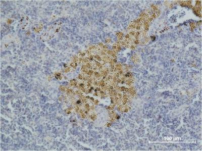 Cleaved-Caspase 8 p18 Ab