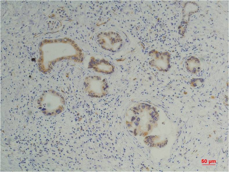 Cyclophilin B Ab