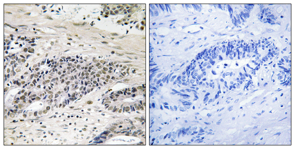 p-Aurora kinase A (S342) Ab