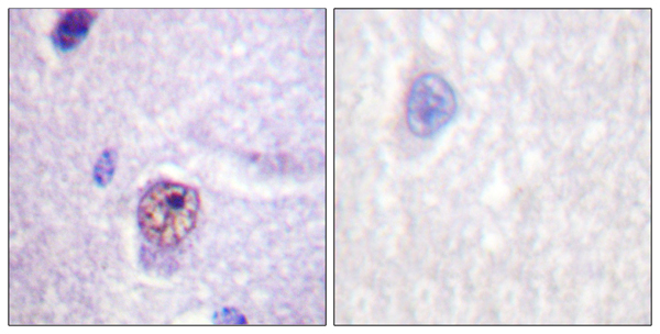 Splicing factor 1 Ab