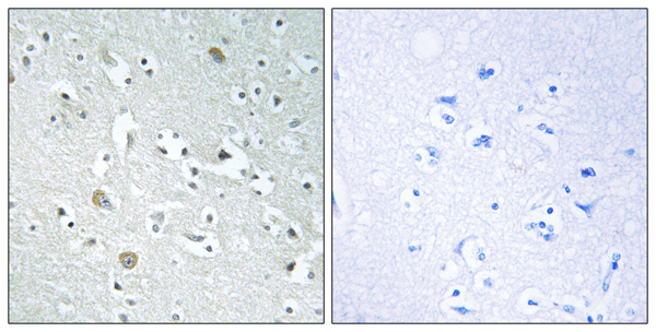 Phospholipase A1 member A Ab