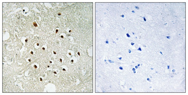 Active regulator of SIRT1 Ab