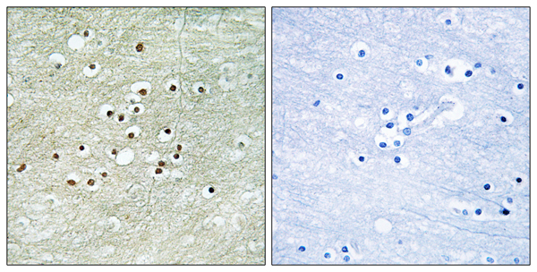 Neuronal PAS4 Ab