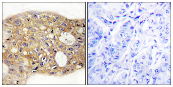 Anterior gradient protein 3 Ab