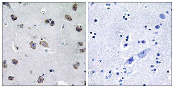 TRAF3 interacting protein 1 Ab