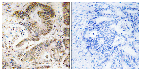 PI3 kinase p101 Ab