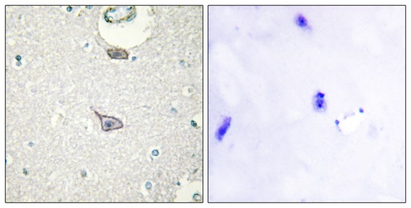 Cell adhesion molecule 4 Ab