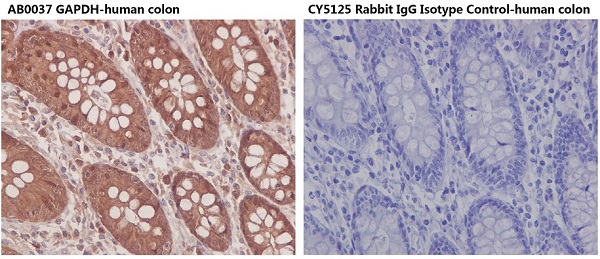 Rabbit IgG Isotype Control