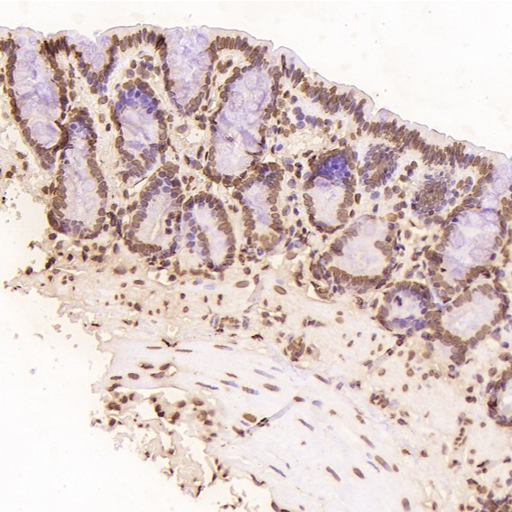 Histone H2A.X Ab