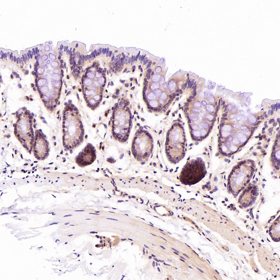 CD45 Ab