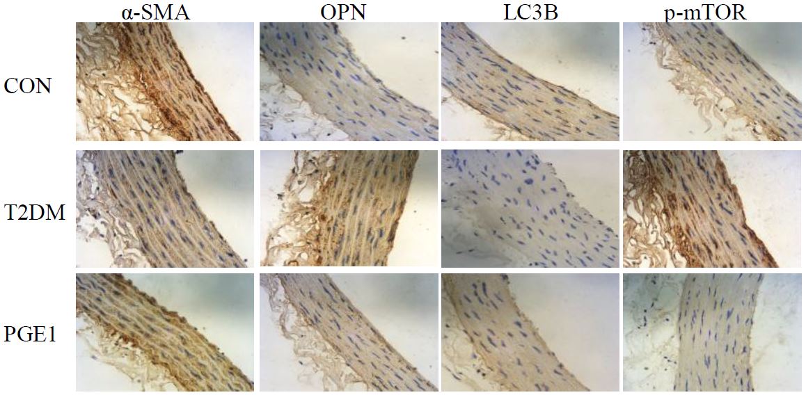 Osteopontin Ab